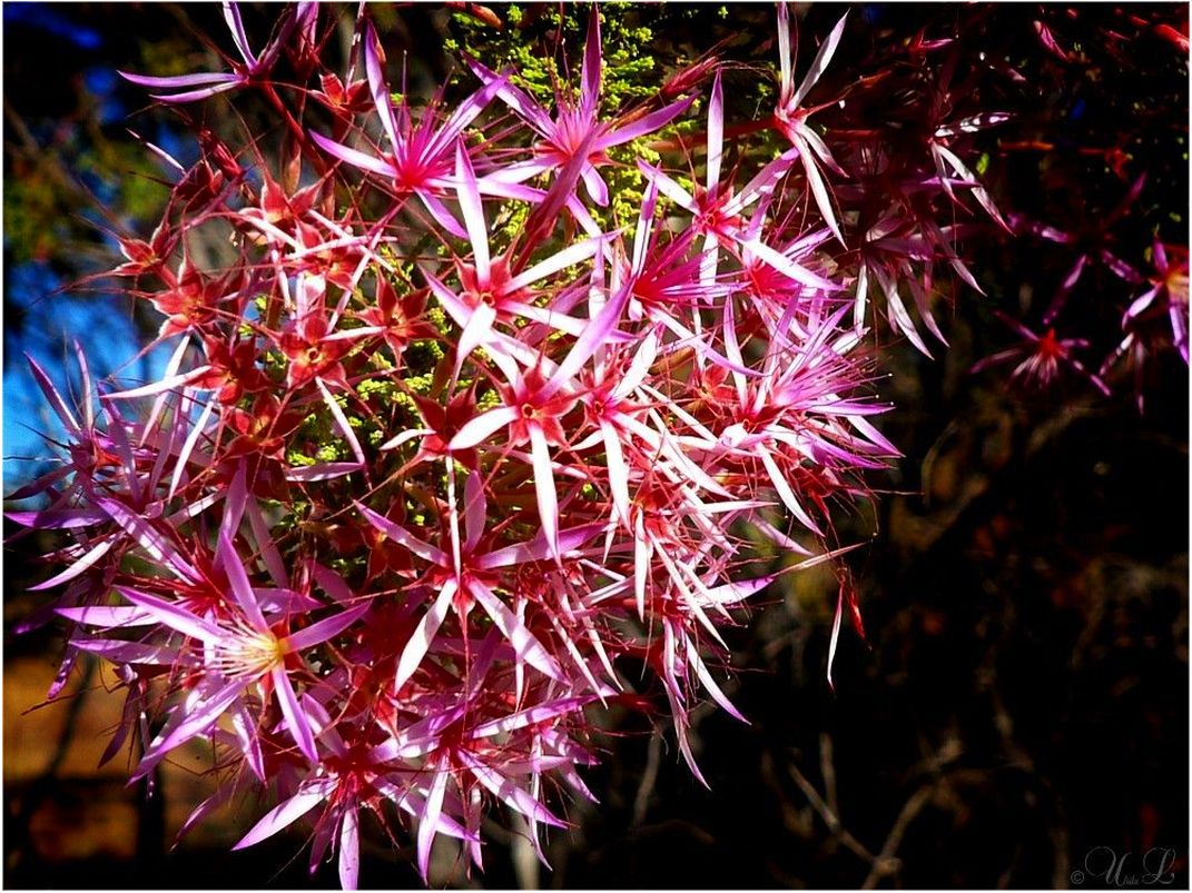 * calytrix frasari / purple star flower *