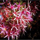 * calytrix frasari / purple star flower *