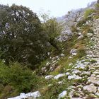 Calzada romana para burros de carga. Asturias 2007. Picos de Europa.