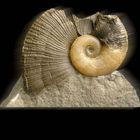 Calzitisierter Ammonit