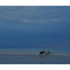 camaïeu de bleu........