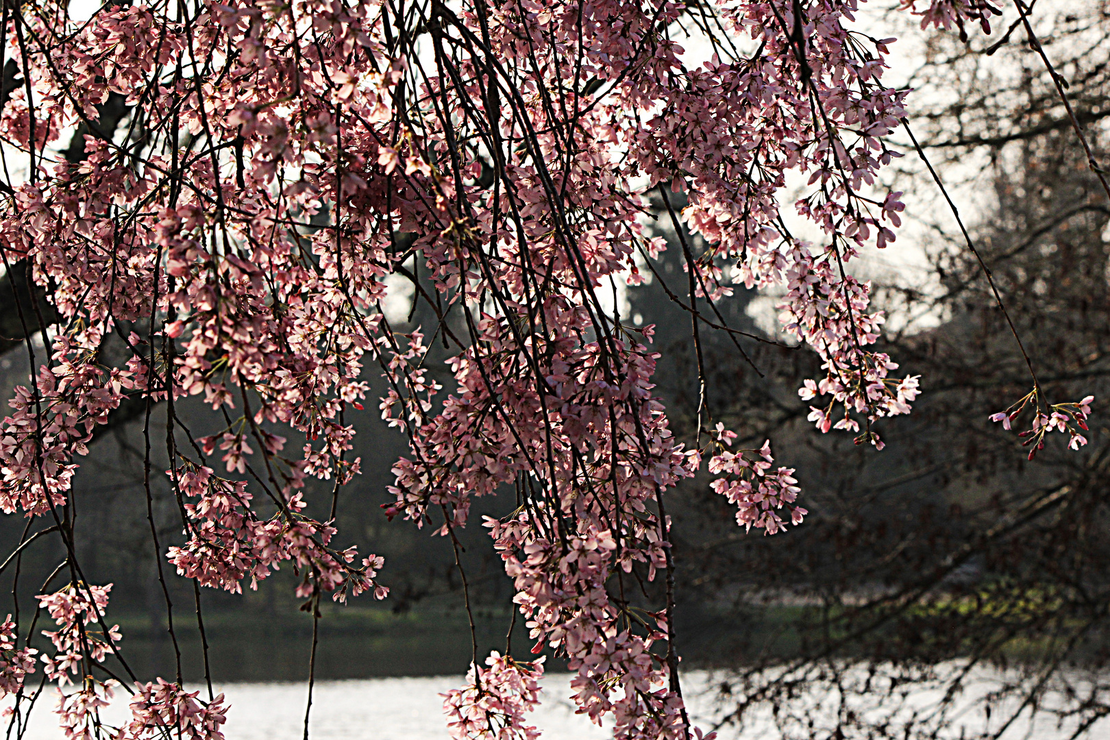 Camaïeu de Rose.......