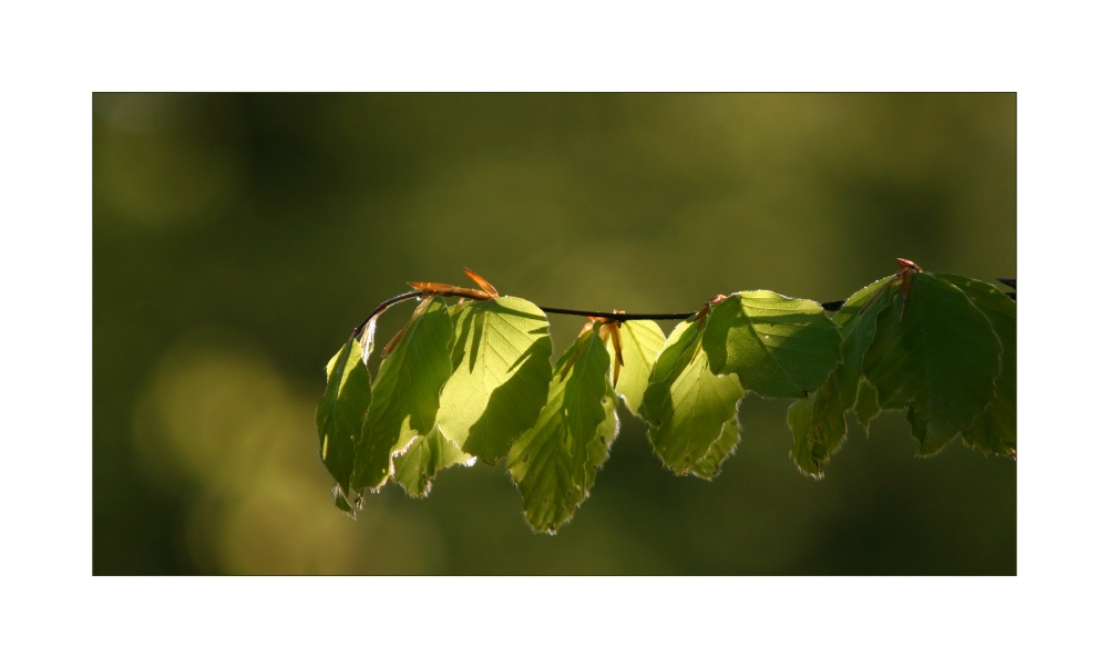 Camaïeu de vert