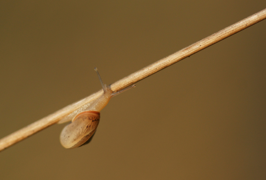 Camaïeu d’ocre