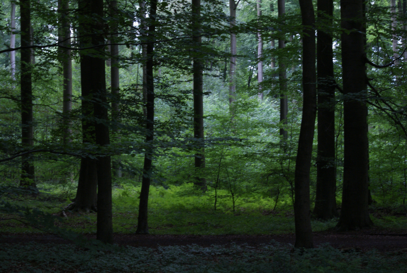 Camaïeux de vert