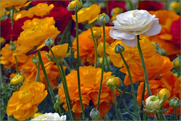 camaieu de jaune et orange....