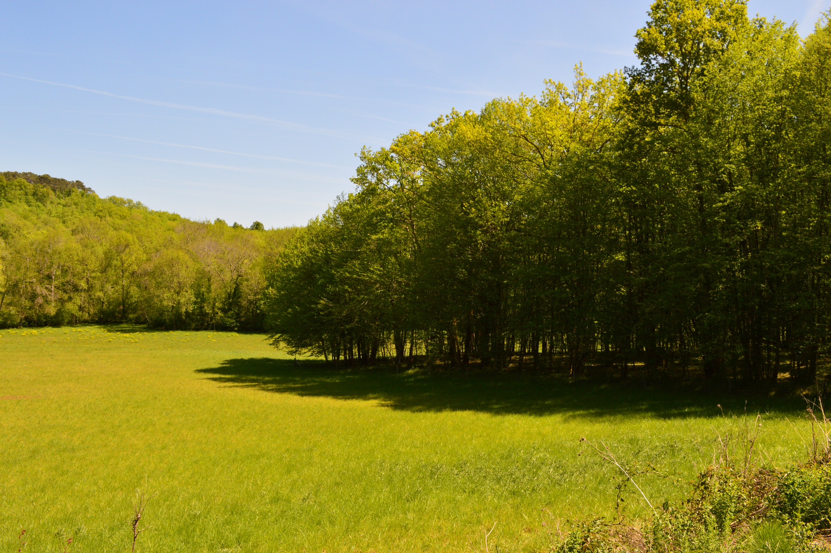 Camaieu de vert