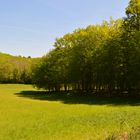 Camaieu de vert