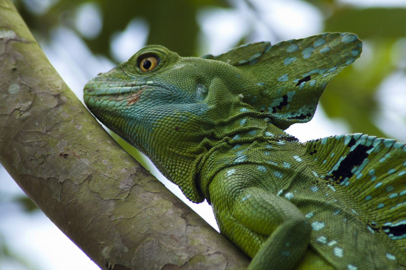 camaleon en el guayabo