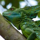 camaleon en el guayabo