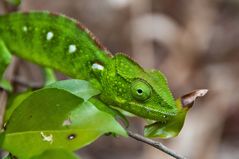 Camaleonte furcifer