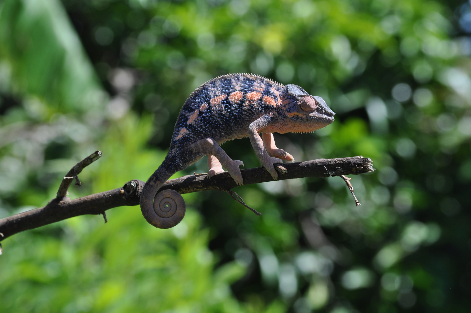 CAMALEONTI DEL MADAGASCAR