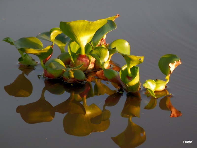 Camalote al atardecer!!!!!