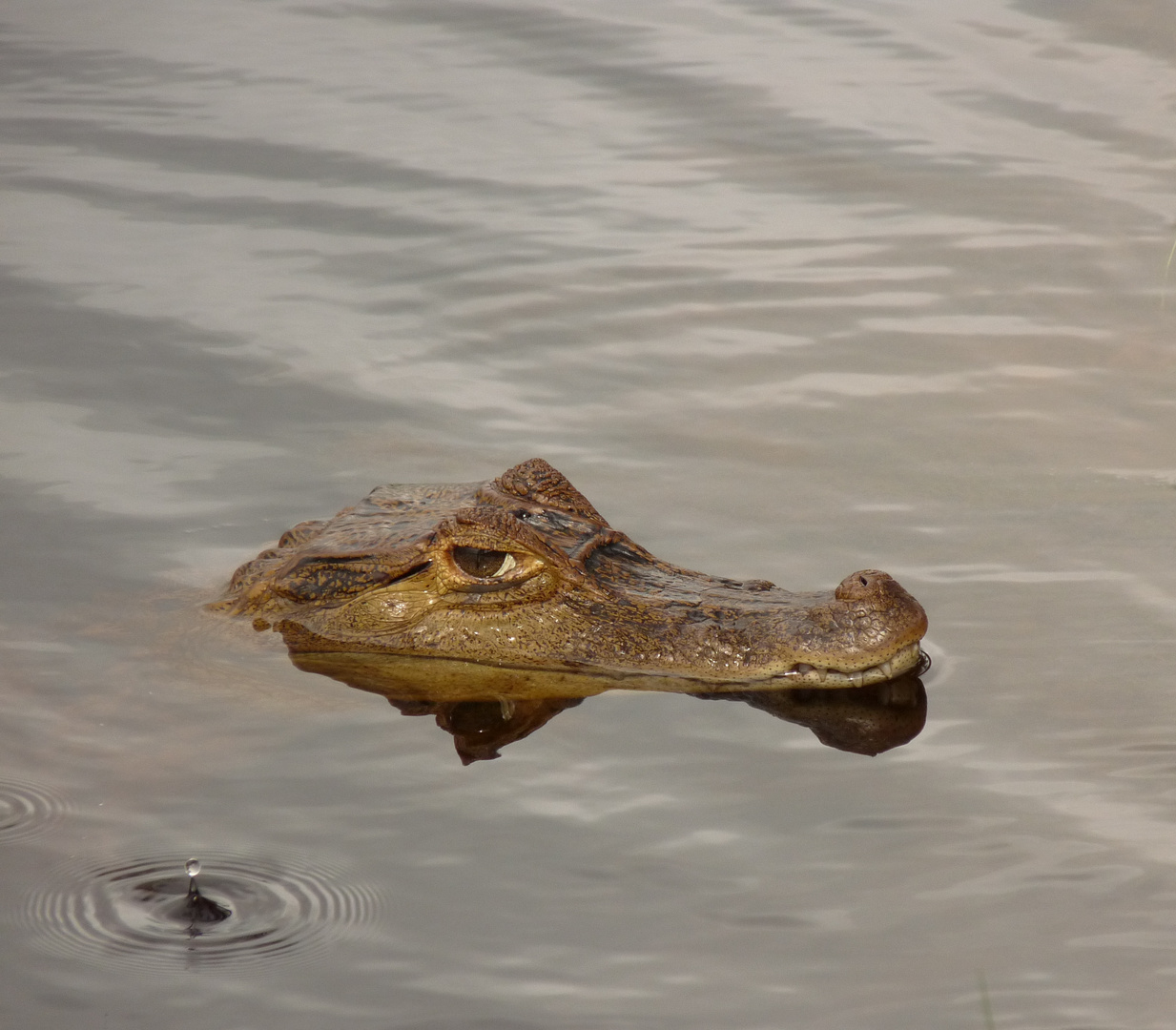 Caïman à la goutte d'eau Guyane