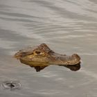 Caïman à la goutte d'eau Guyane