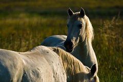 Camarguais