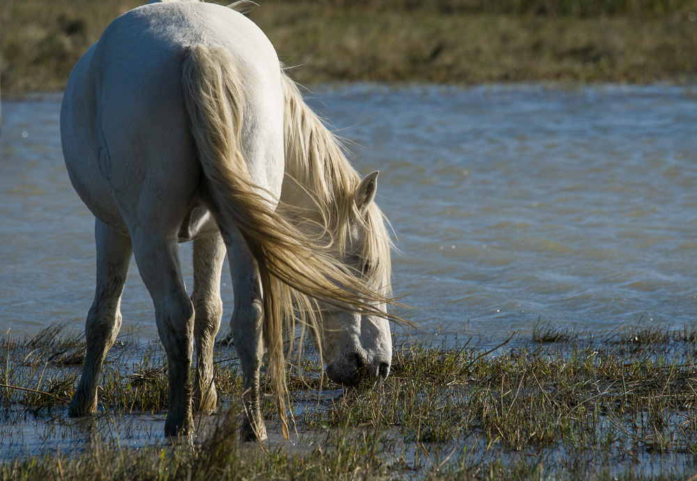 Camarguais