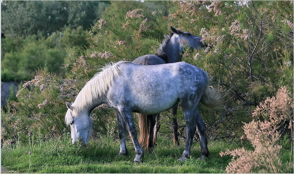 Camarguais et tamaris