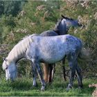 Camarguais et tamaris