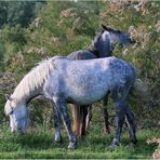 Camarguais et tamaris