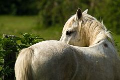 Camarguais II