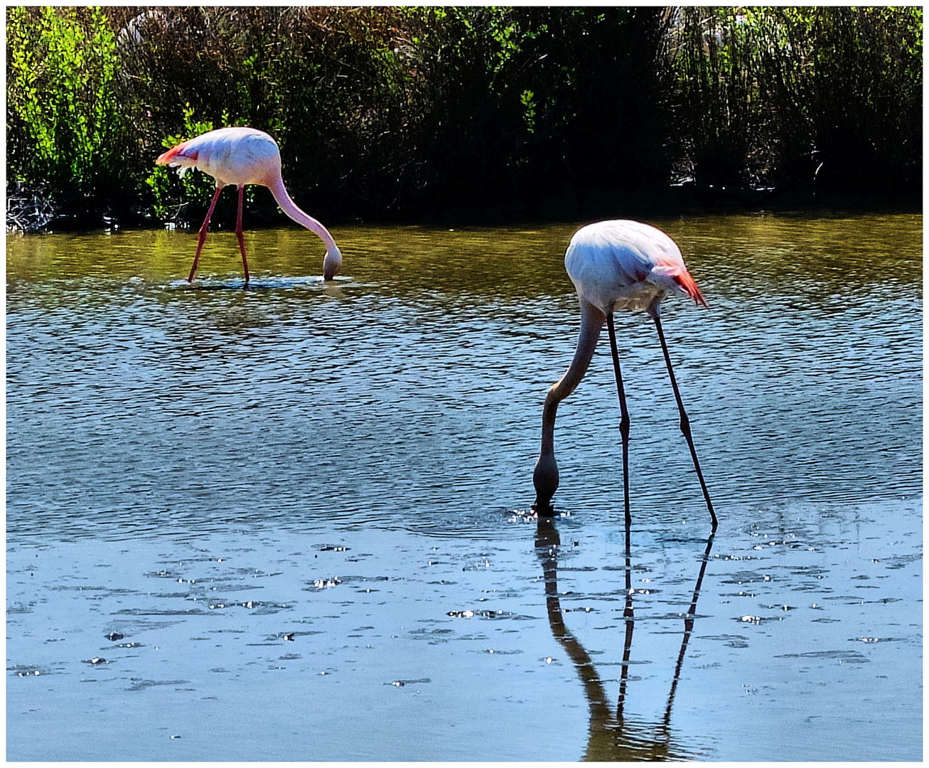 Camarguaise