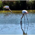 Camarguaise