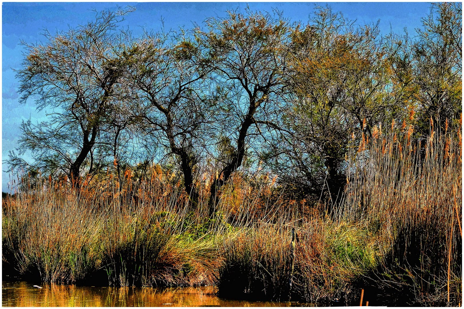 Camarguaise