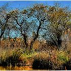 Camarguaise