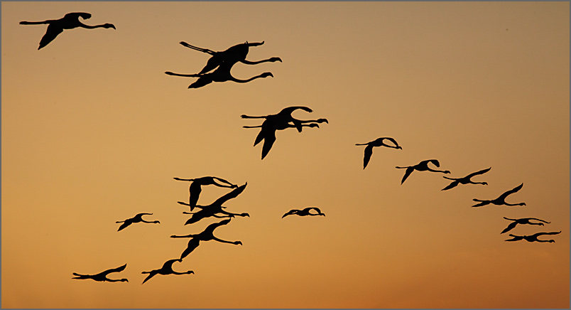 camargue