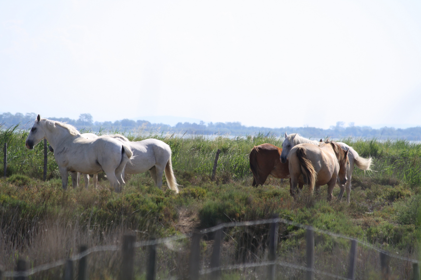 Camargue