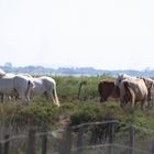 Camargue