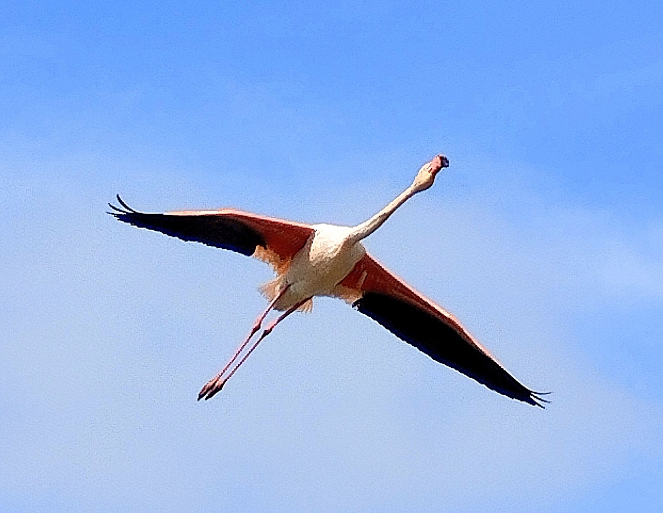 Camargue