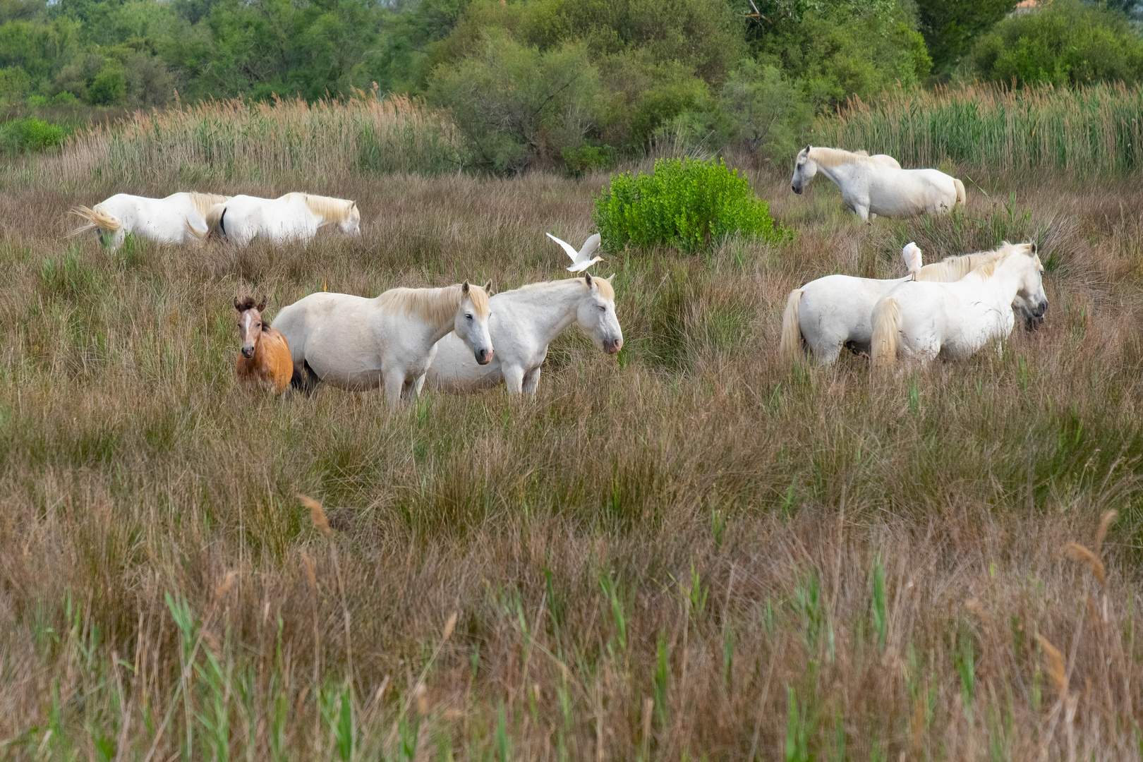 Camargue 1