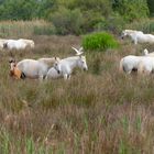 Camargue 1