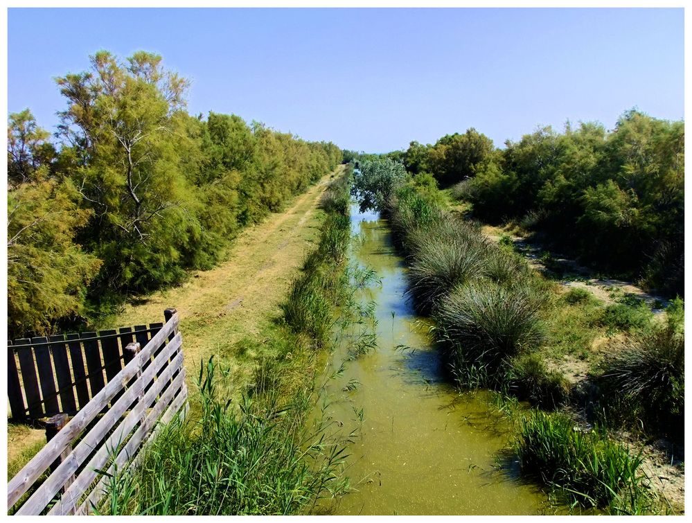 Camargue. 1