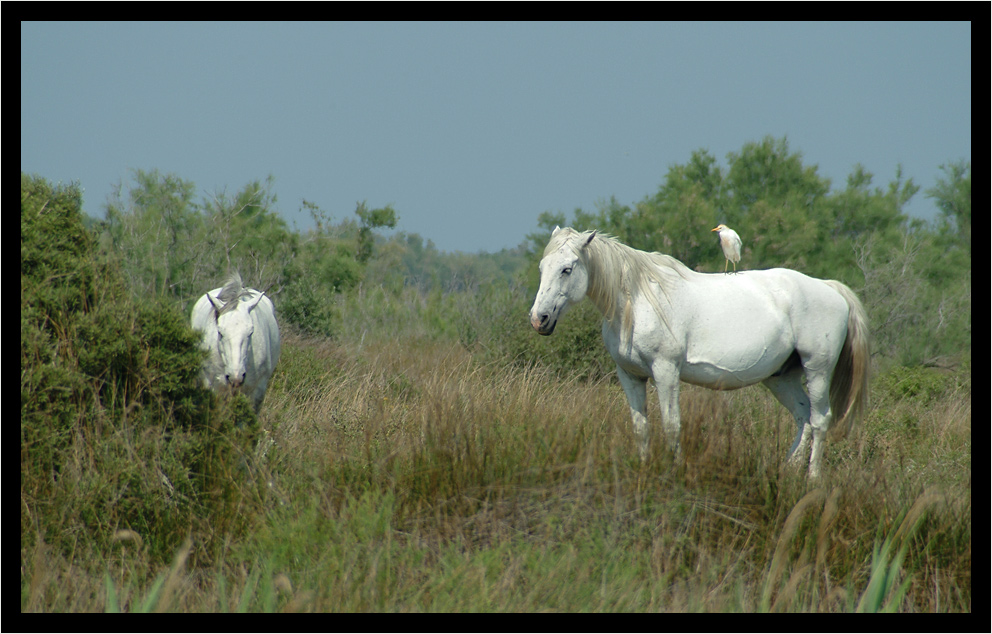 Camargue (1): Weiße Pferde