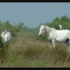 Camargue (1): Weiße Pferde
