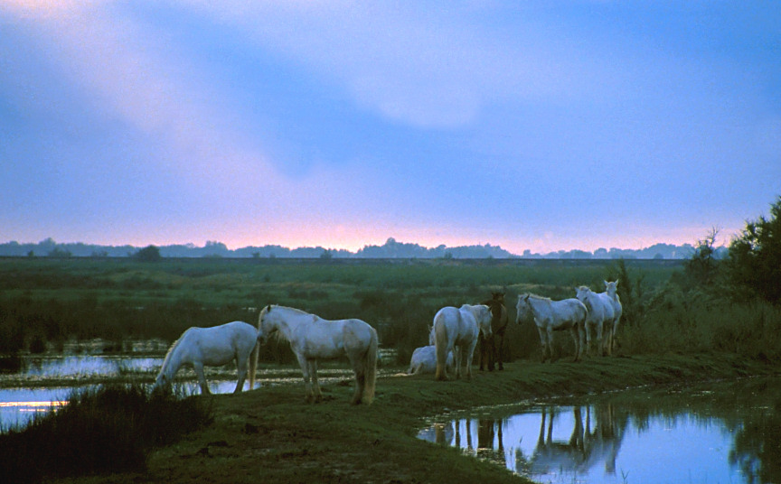 Camargue