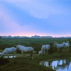 Camargue