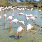 Camargue ...