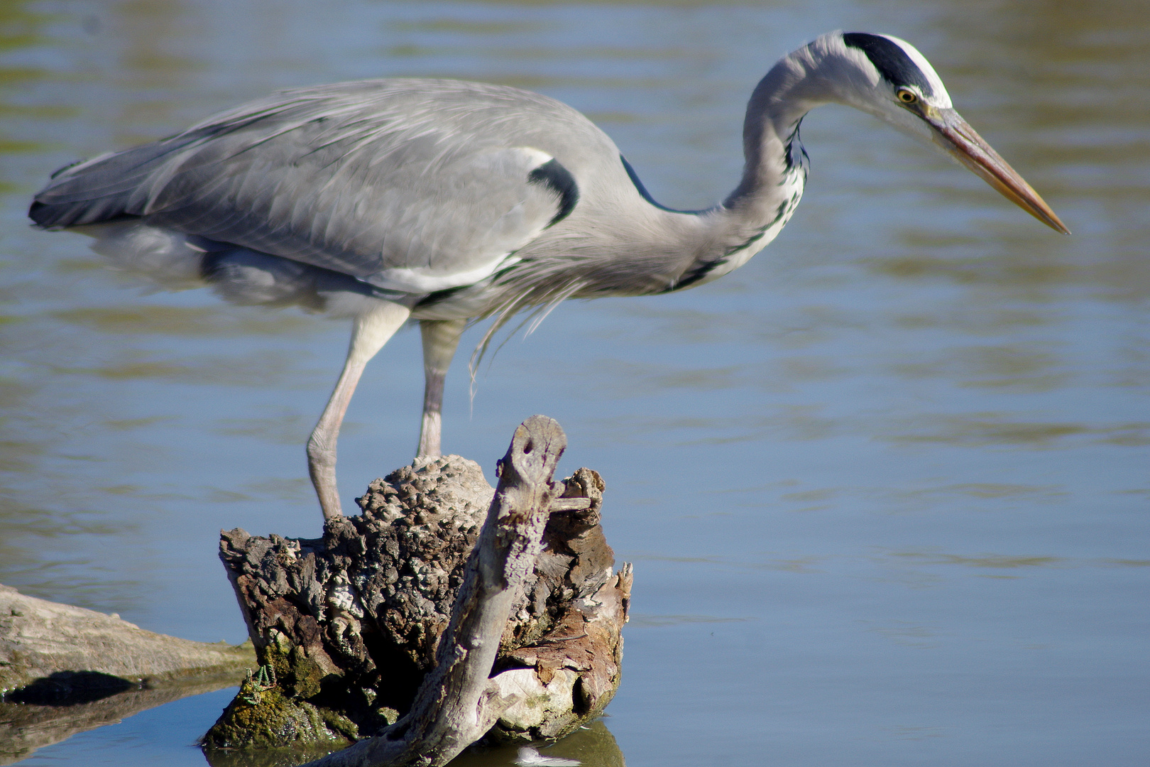 Camargue ....