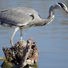 Camargue ....