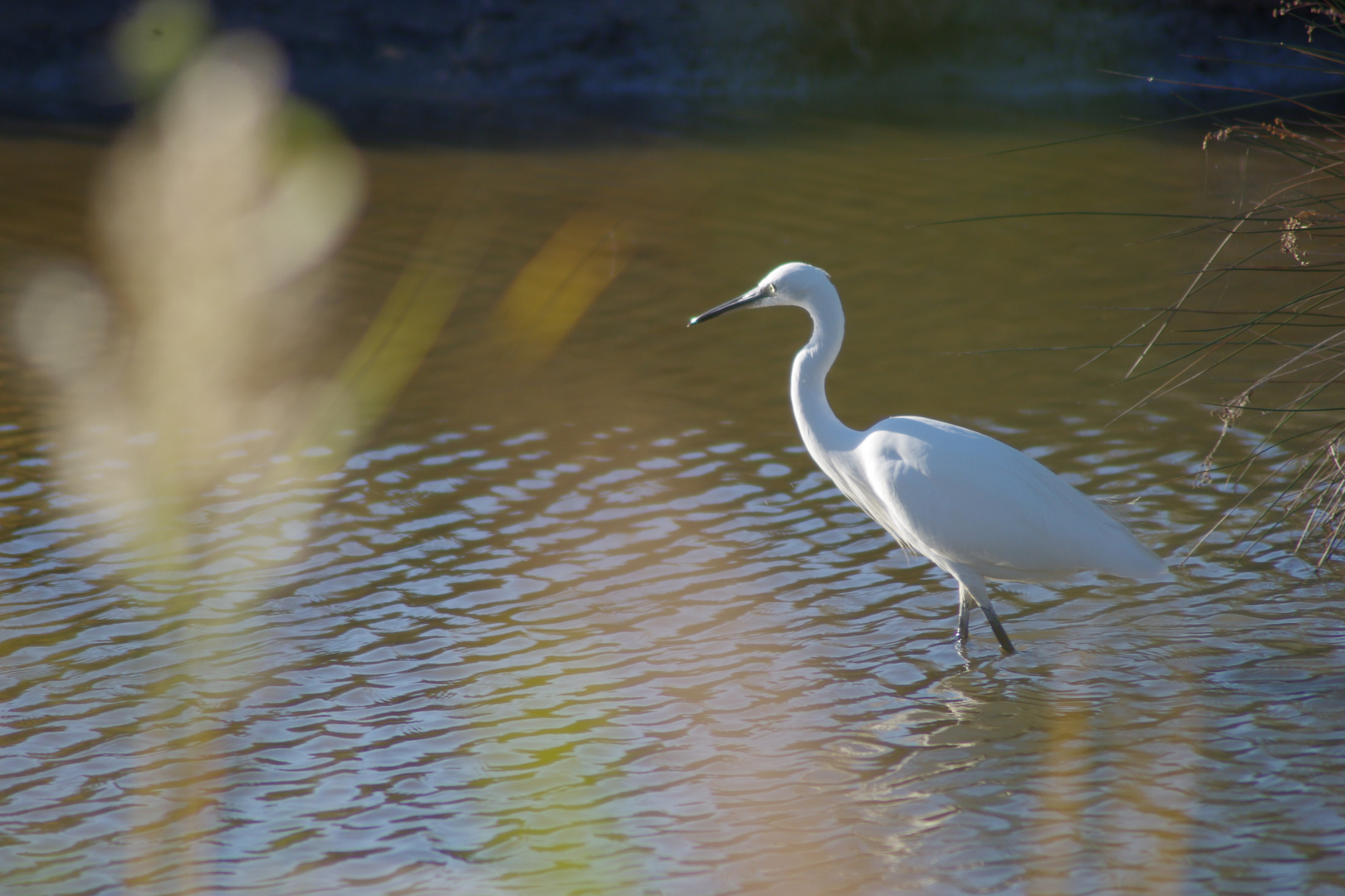 Camargue ....