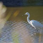 Camargue ....