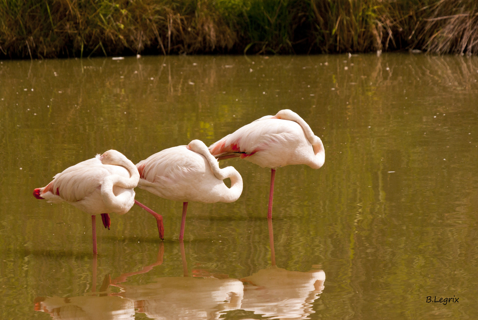 camargue