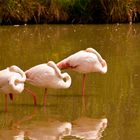 camargue