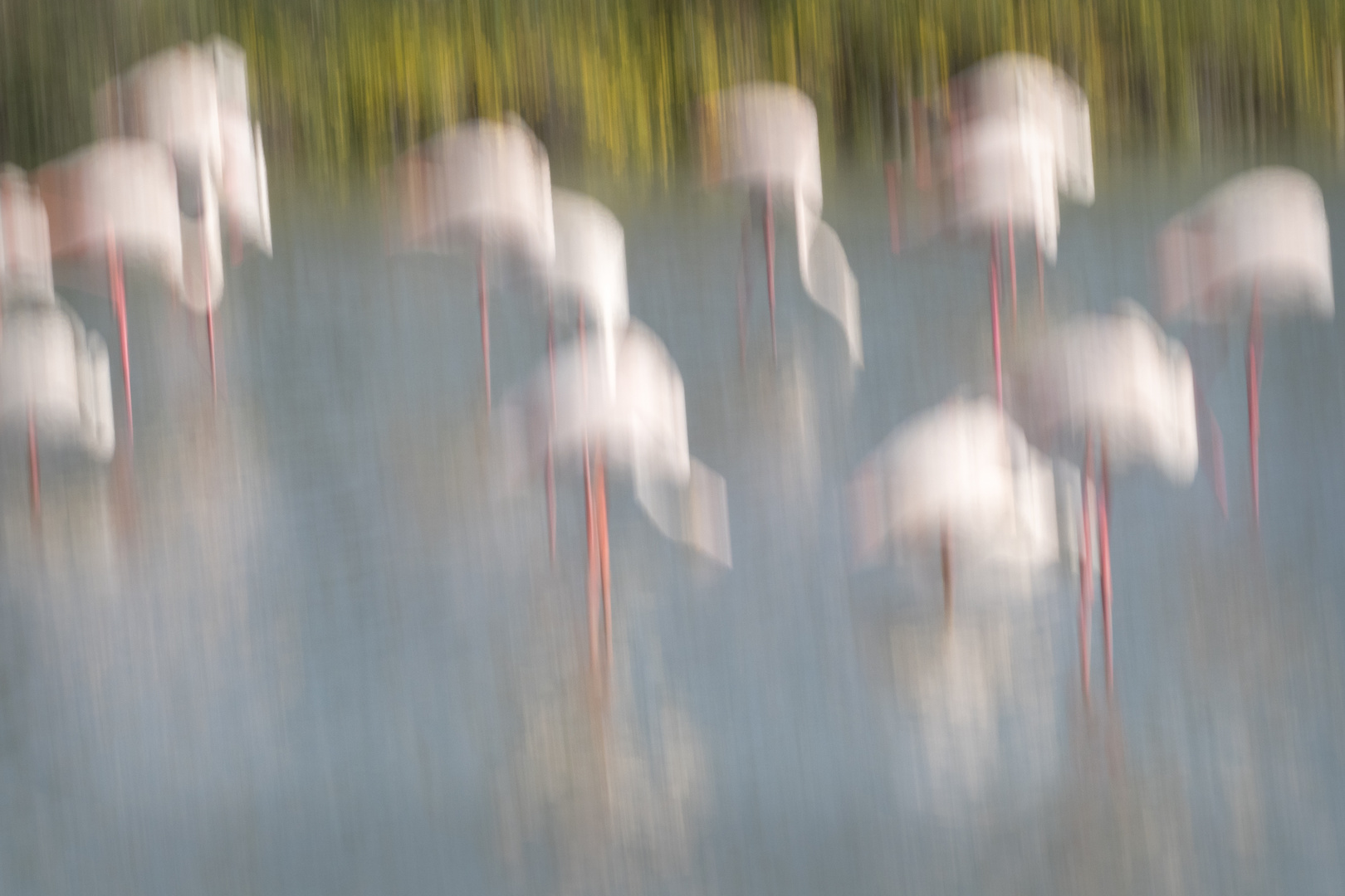 Camargue 2