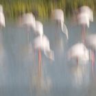 Camargue 2