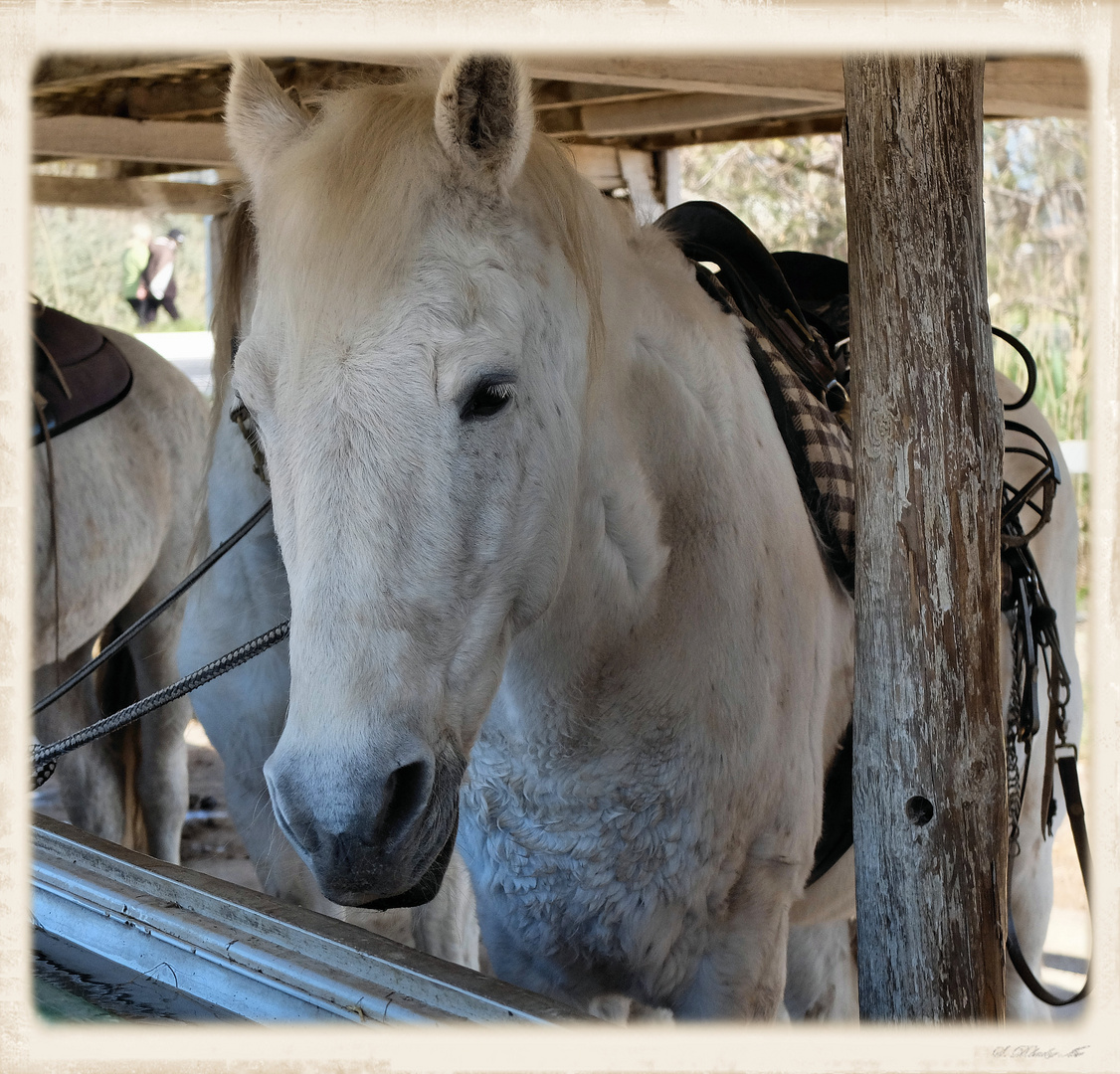 Camargue (2)